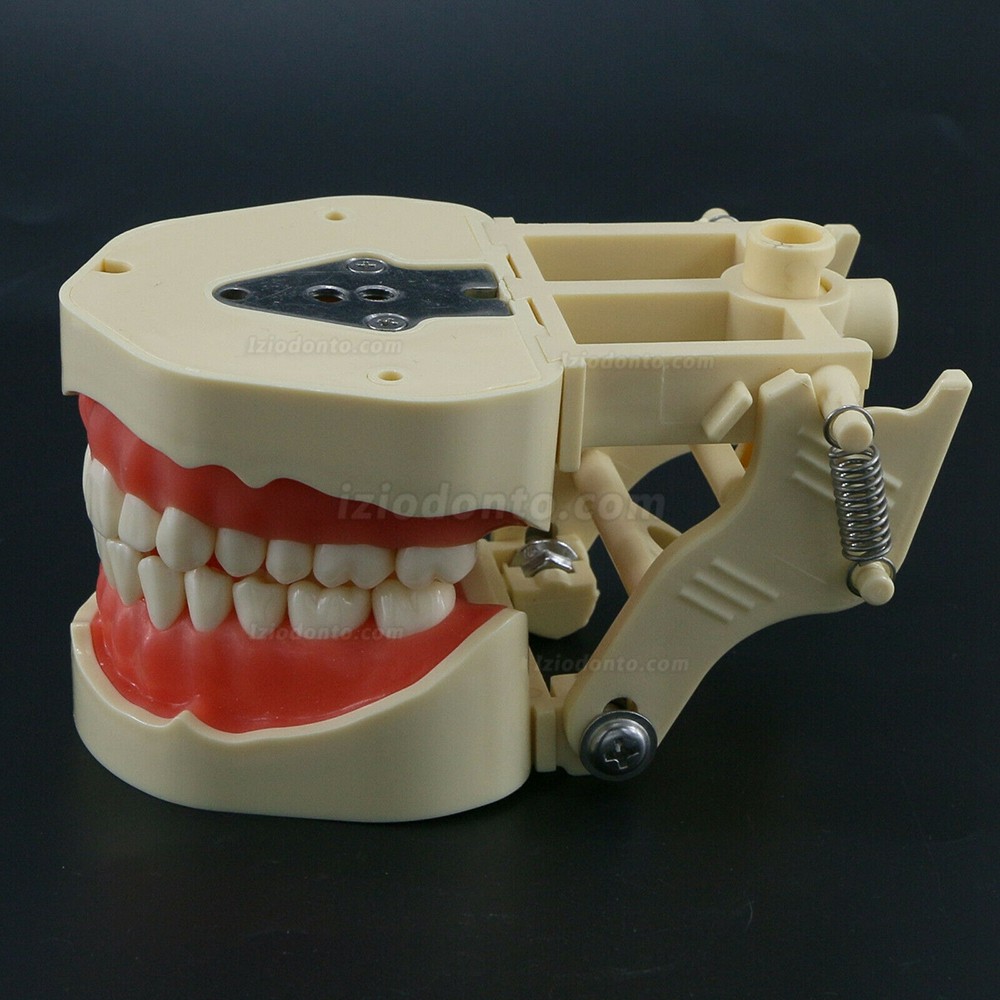 Restaurador Dentário Typodont Modelo 28/32 M8013 / M8014-2 Compatível com Frasaco ANA-4 / AG3
